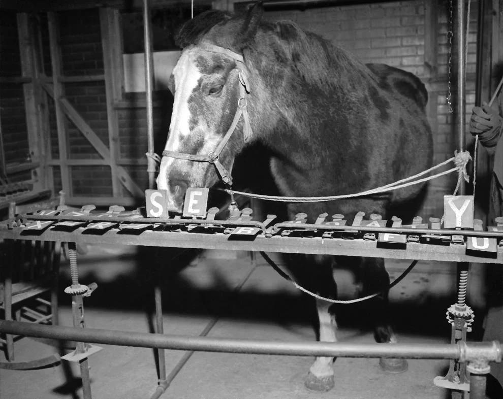 #237 Richmond’s Lady Wonder indicated that a mute 6-year-old Rhode Island boy, missing for more than two months, was alive but hurt and could be found in Kansas, 1952.