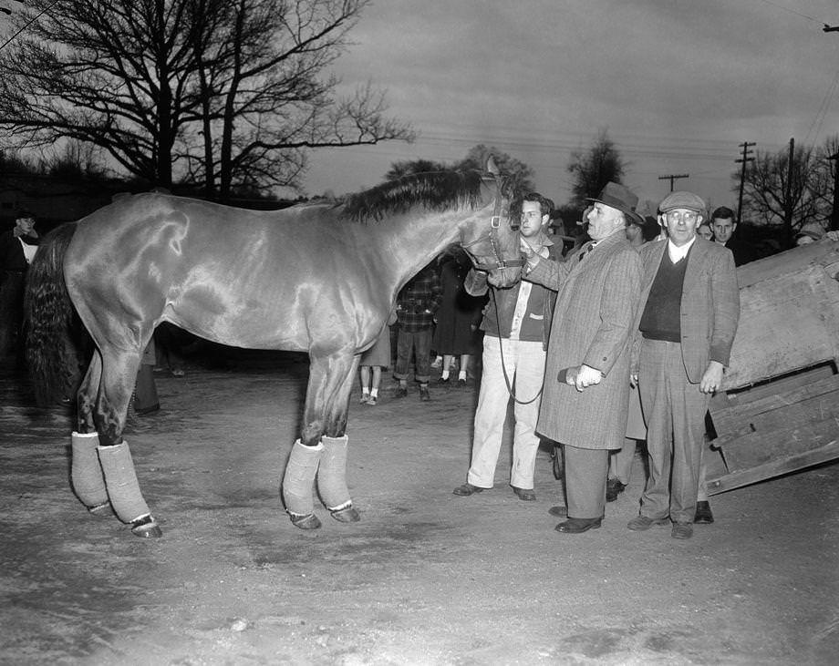 #35 Reigning horse of the year Hill Prince came home to The Meadow, near Doswell in Caroline County, after suffering a leg fracture during training in California, 1951.