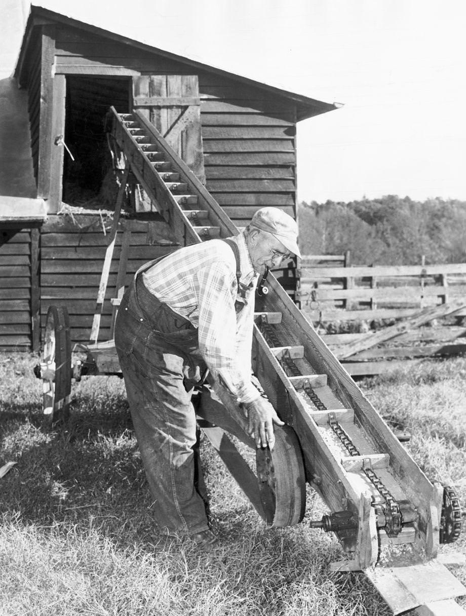 #74 Farmer Ray Welch of Northumberland County used his homemade portable corn elevator, 1950.