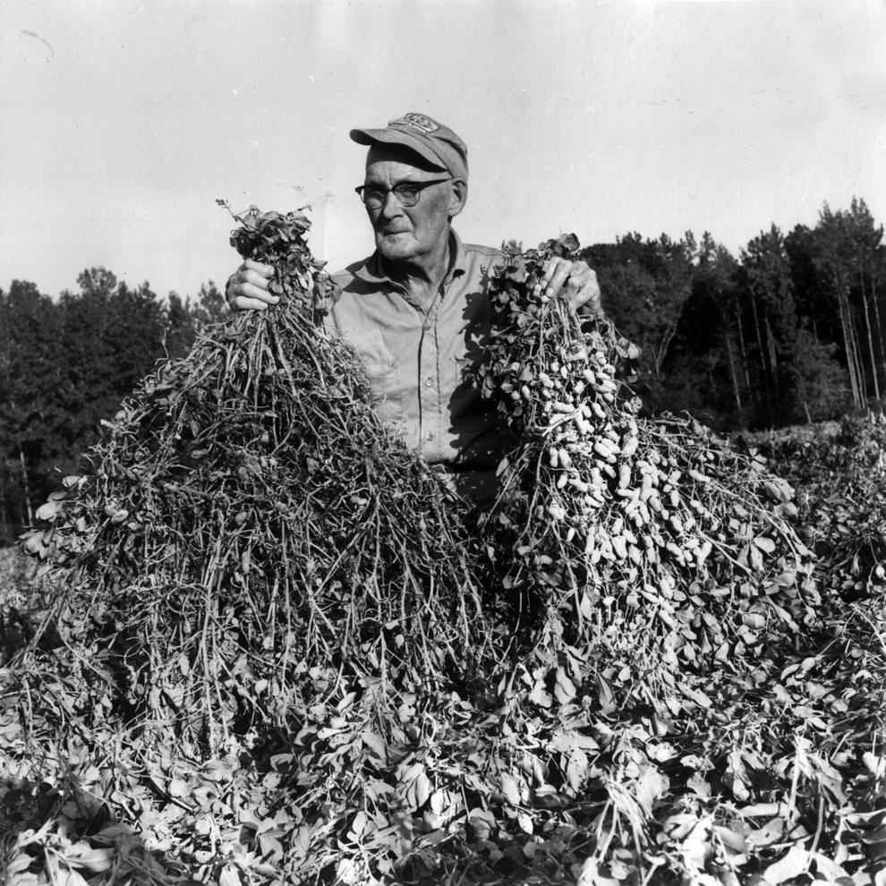 #125 Sussex County peanut farmer J. J. Lilley Sr. highlighted how that year’s severe drought had affected his crop, 1963.