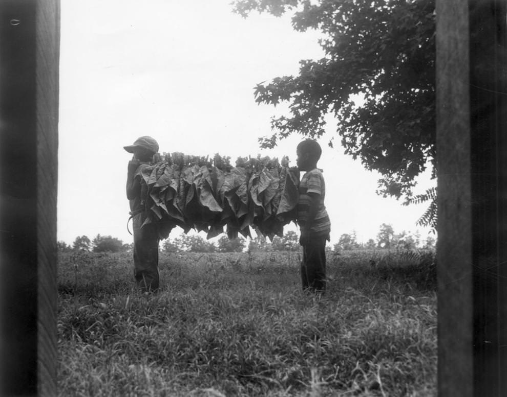 #32 Two boys carried tobacco sticks to a South Richmond barn for the curing process, 1962.