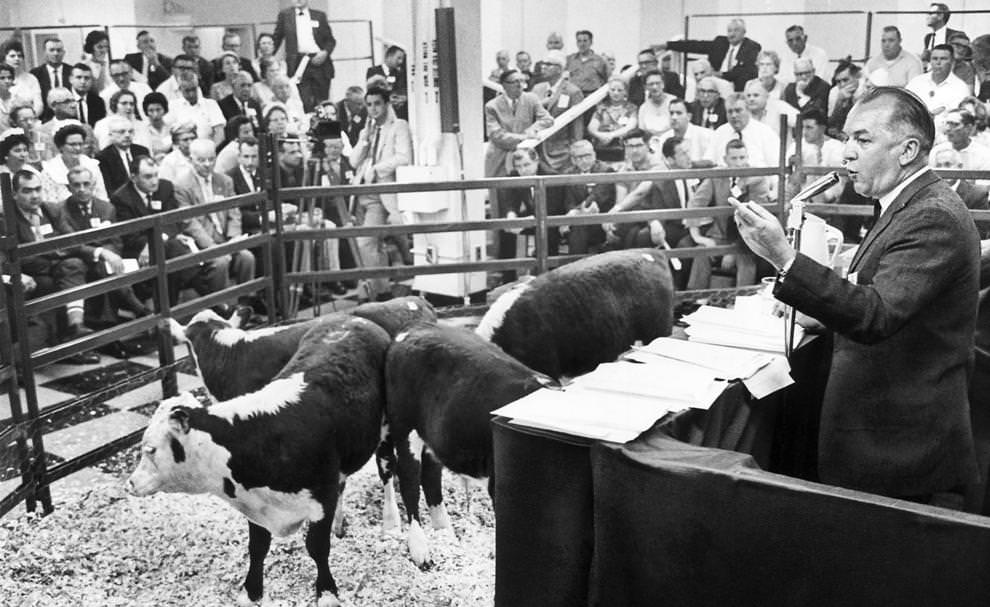 #68 Auctioneer H.H. Bartlett ran a cattle sale inside the John Marshall Hotel – a first for the downtown Richmond property, 1964.