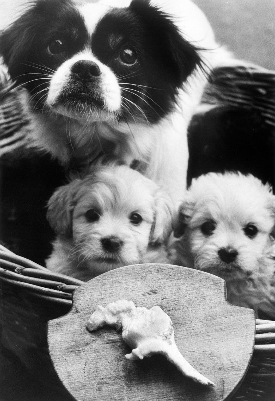 #119 Panda and her two pups posed with her work of art: a gnawed bone shaped like a dinosaur, 1973.