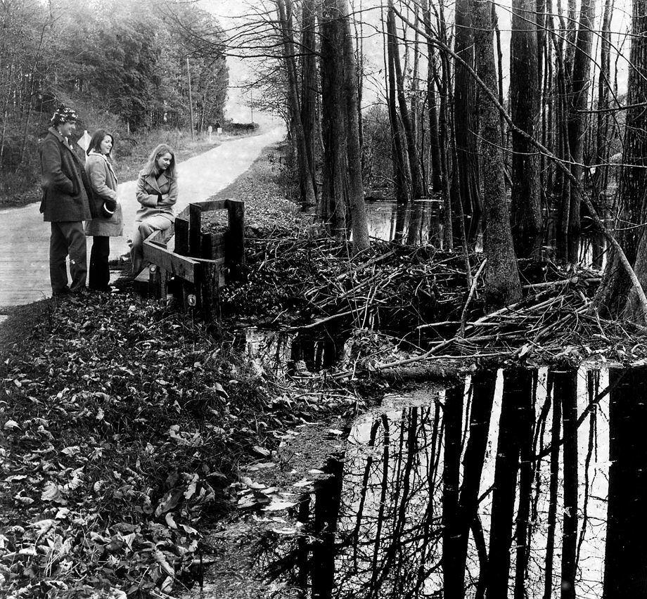 #167 College of William & Mary students (from left) Steve Crossland, Debbie Lewis and Cheryl Dale examined a beaver dam along state Route 604 in Sussex County, a road that was slated for widening and resurfacing, 1970.