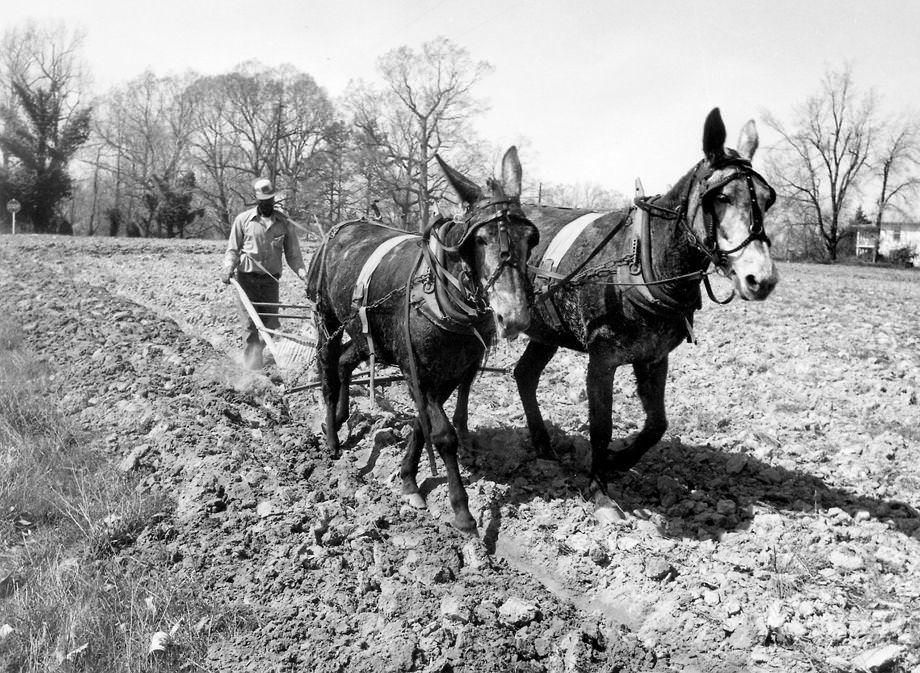 #27 John Stone plowed a field on a tobacco farm in Union Level in Mecklenburg County, 1978.