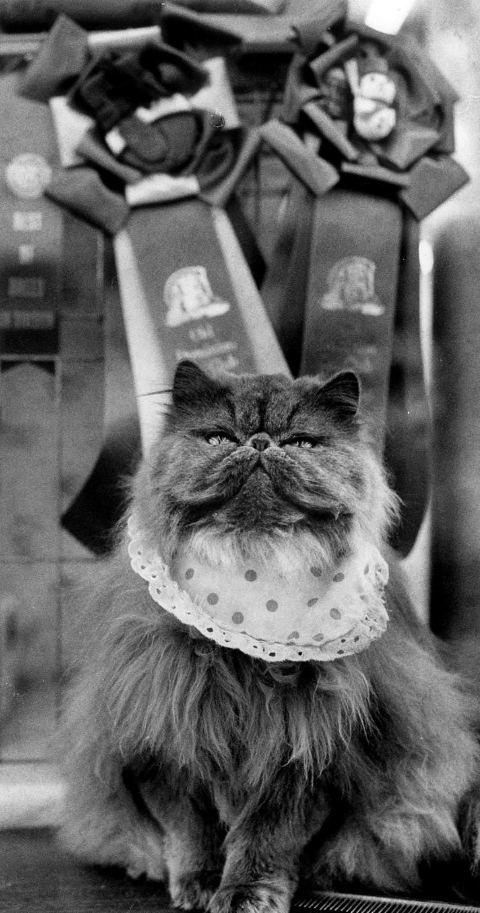 #58 Lauralas Blue Hyacinth, a grand champion Blue Persian from Pennsylvania, was in Richmond for the 15th annual Old Dominion Cat Show in Richmond, 1987.