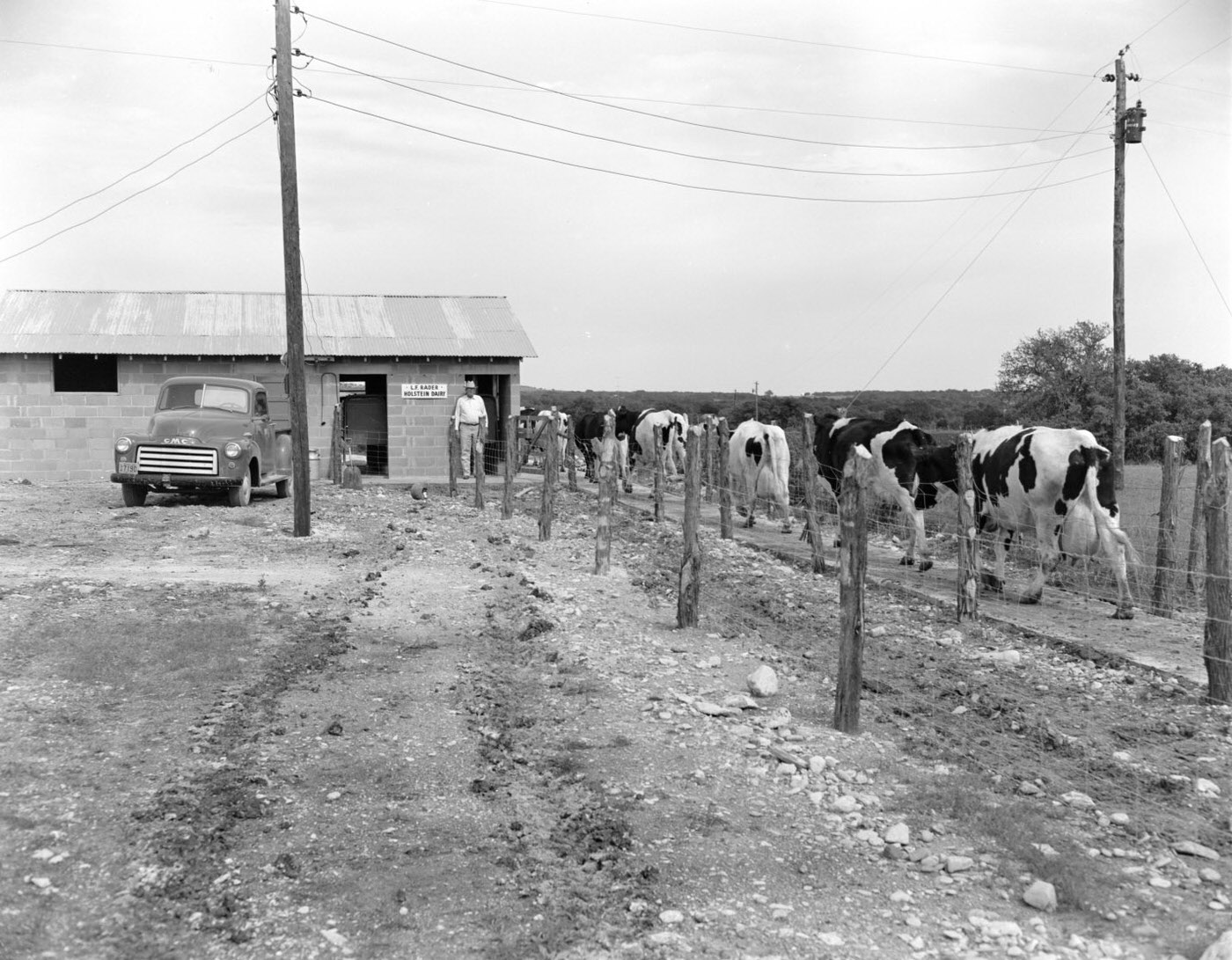 #26 Cows Approaching L. F. Rader Holstein Dairy, 1953