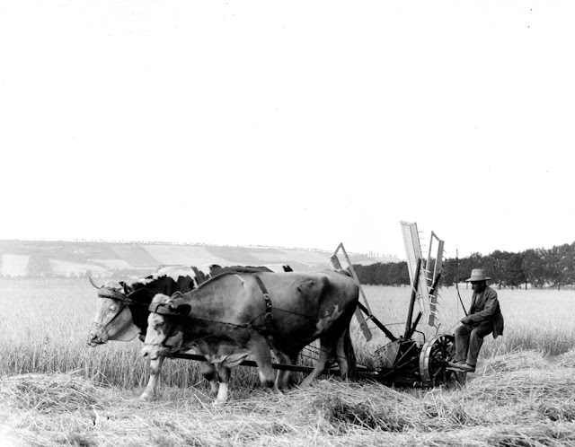 #108 Cutting hay with oxen, Germany, 1904
