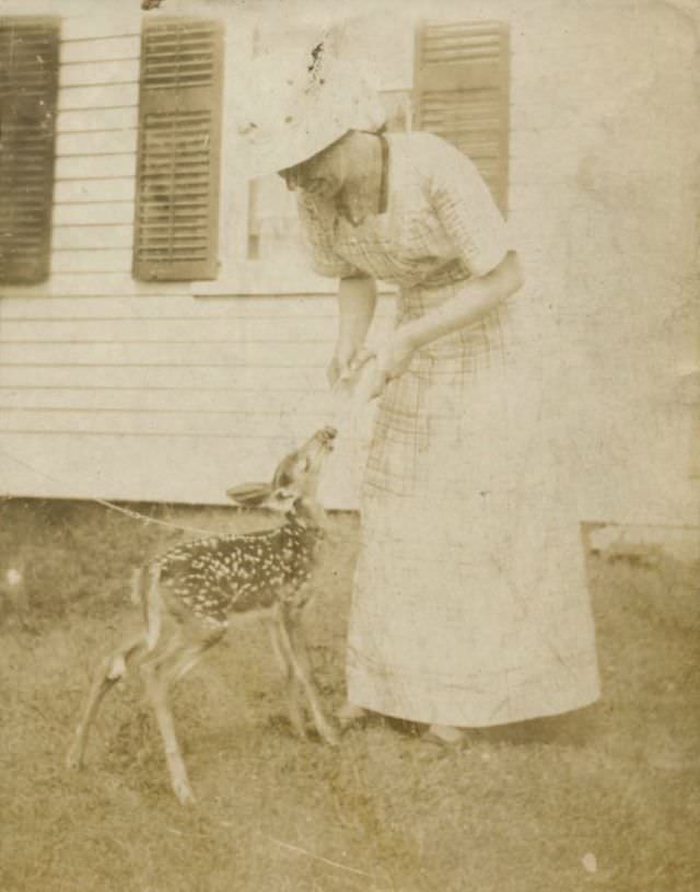 #1 Time to feed the fawn, circa 1900s