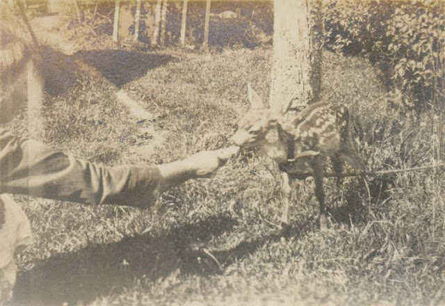 #10 The gentle hand, Tacoma, Washington, 1920