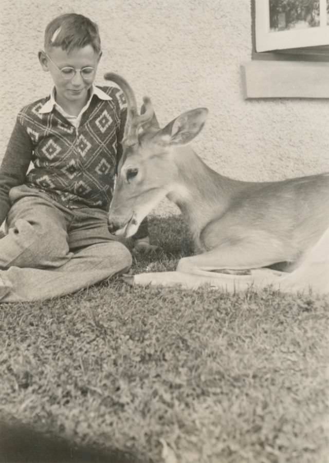 #12 A boy and his deer friend, circa 1930s