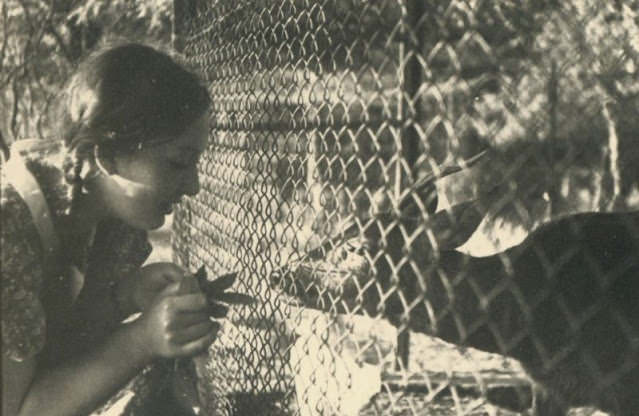 #21 Tender offering, Germany, circa 1940s