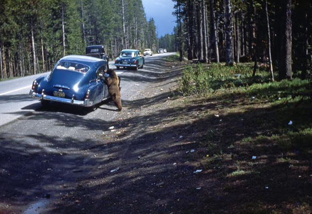 #5 Bear at Yellowstone, 1951