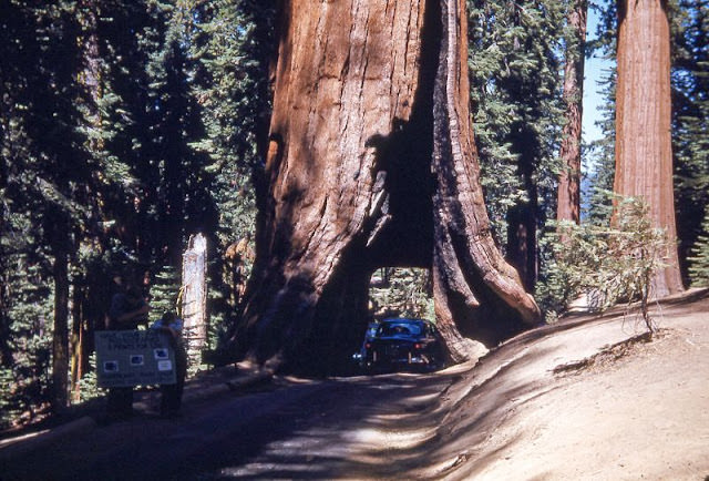 #8 Wawona Tunnel Tree, Yosemite, California, 1951