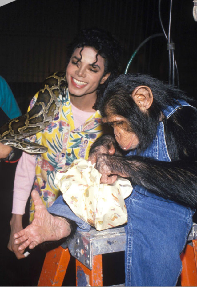 A Pop King and His Primate: The Tale of Michael Jackson and His Pet Chimp, Bubbles Music