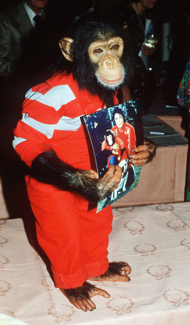 A Pop King and His Primate: The Tale of Michael Jackson and His Pet Chimp, Bubbles Music