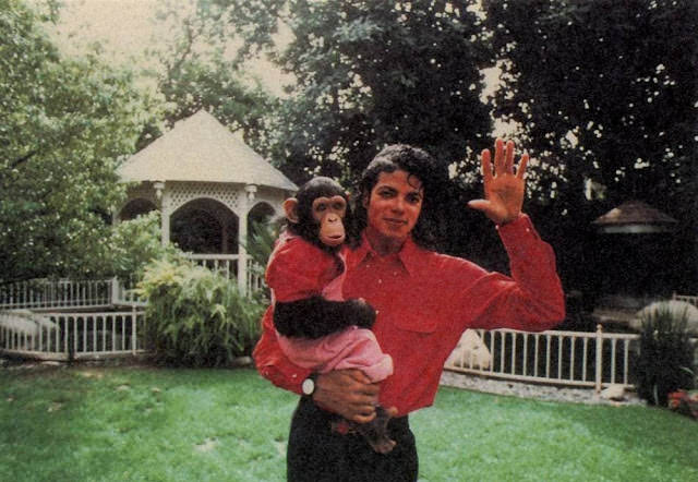 #5  A Pop King and His Primate: The Tale of Michael Jackson and His Pet Chimp, Bubbles #5 Music