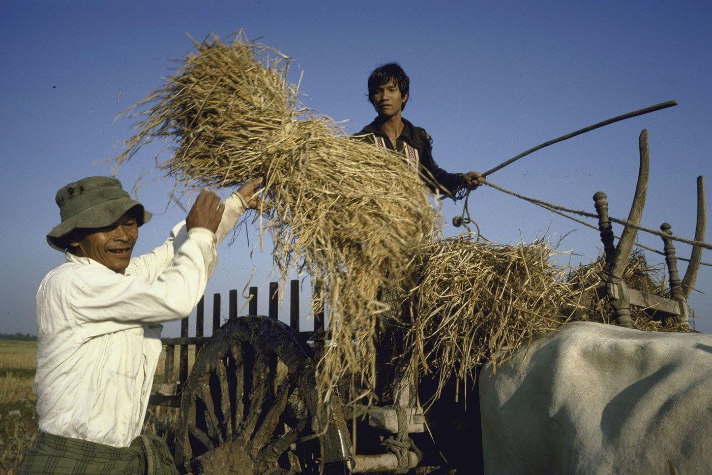 #4 Farmers Harvesting Rice Crop
