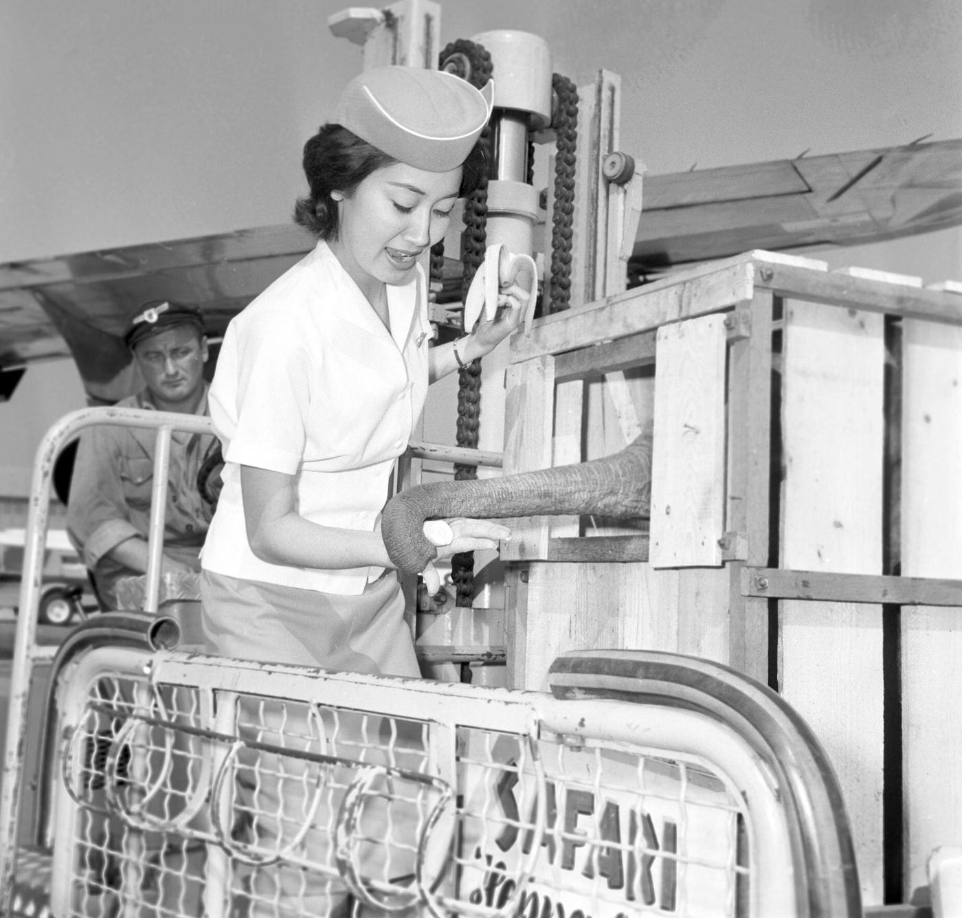 #22 Stewardess offers relief to elephant from show, 1963.