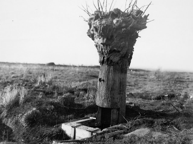 Camouflage Trees: The Silent Observers of World War I WWI