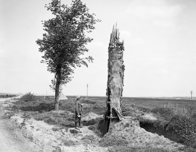 Camouflage Trees: The Silent Observers of World War I WWI