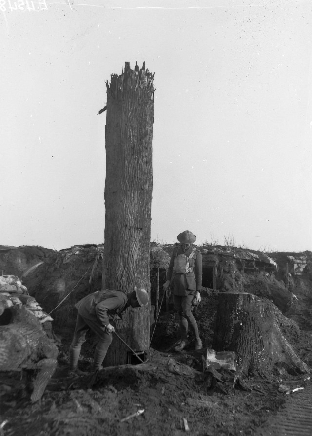 Camouflage Trees: The Silent Observers of World War I WWI