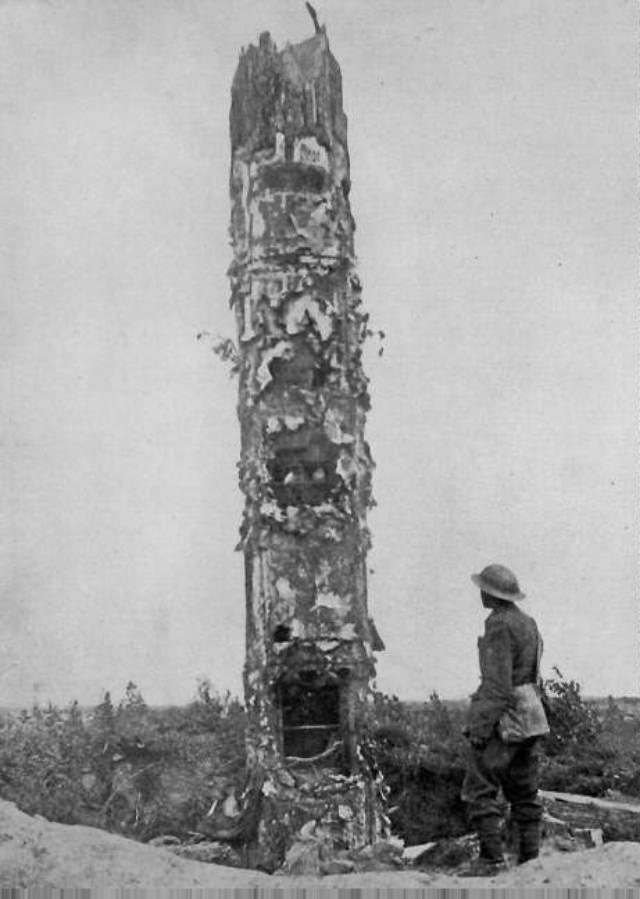 Camouflage Trees: The Silent Observers of World War I WWI