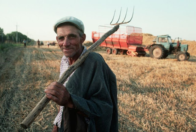 #43 Wheat harvest on collective farm, Lviv, Ukraine, 1991