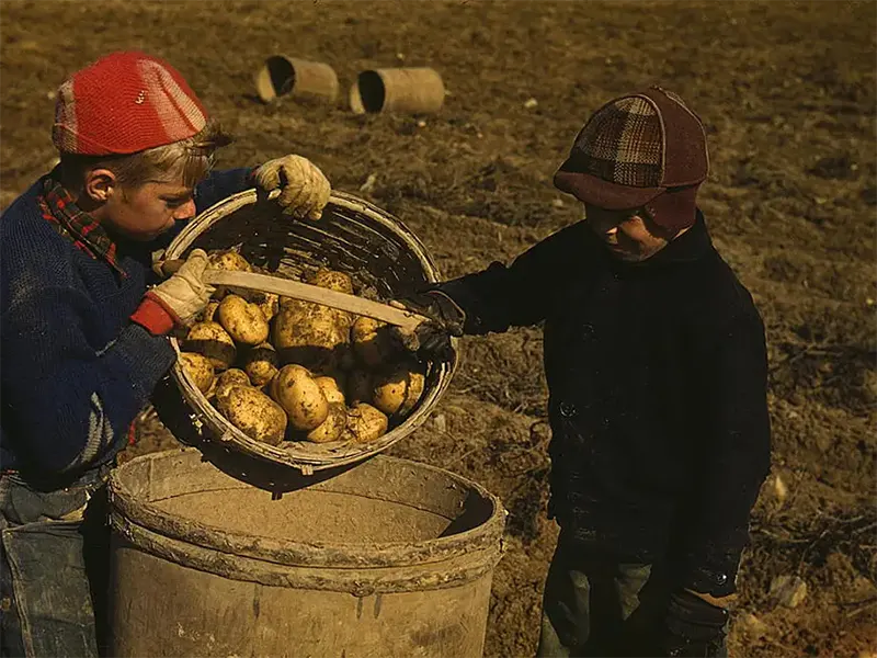 #16 Schools opening after potato harvest, October 1940.