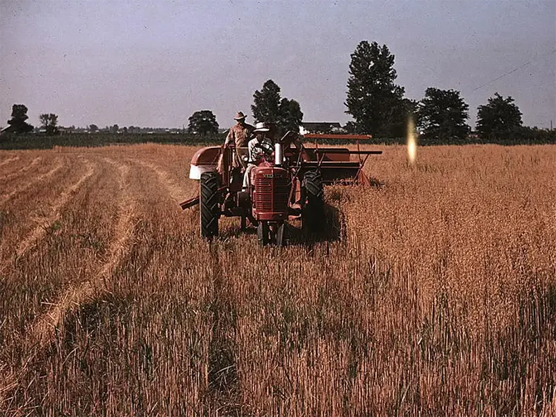#17 Oat harvesting in southeastern Georgia, circa 1940.