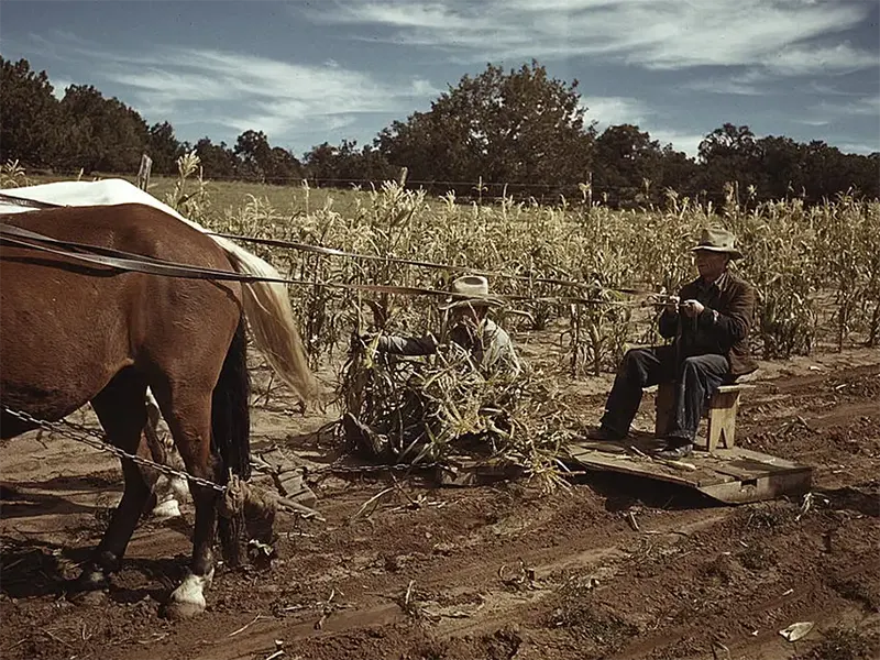 #18 Corn harvesting in Pie Town, NM, 1940.