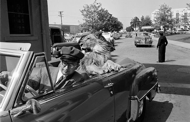 #10 Sidney Franklin Jr. chauffeurs his new star, Hollywood lion Fearless Fagan, 1951.