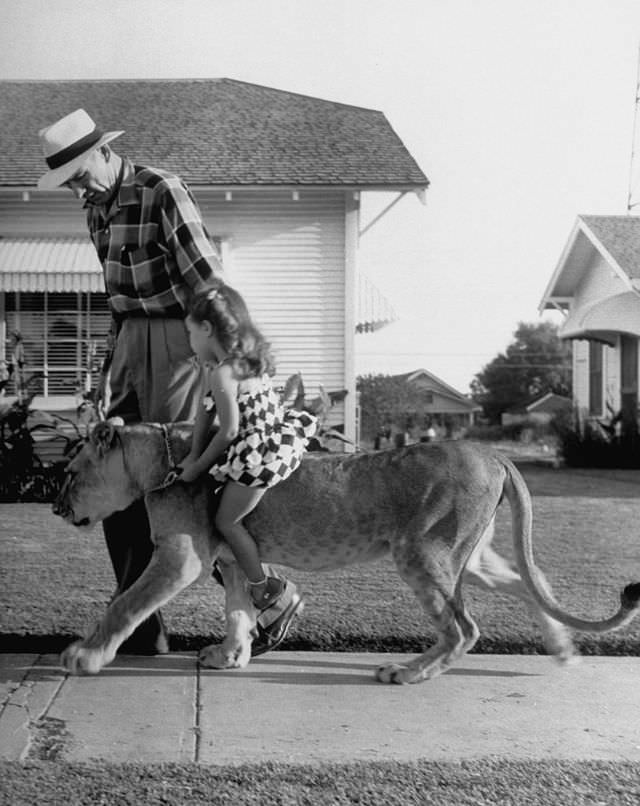 #11 Pet lion Blondie gives a piggyback ride to a neighbor girl in Texas, 1955.