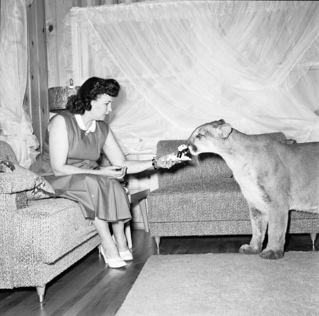 #13 Mrs. Verna Koontz plays with her pet mountain lion Kimbo in her living room, 1956.