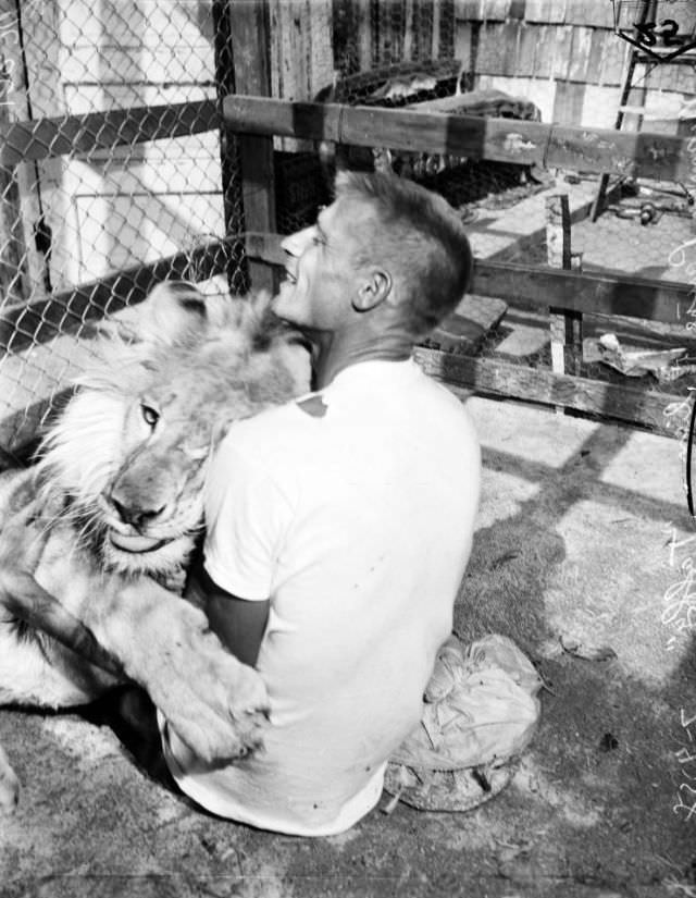 #14 Norman Payne frolics with his pet lion at home, 1958.