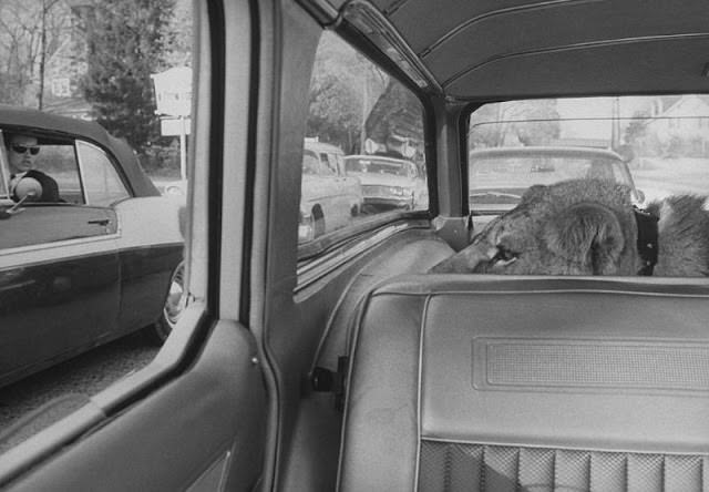 #18 Howard Sautter drives downtown with his pet lion in the backseat, 1964.