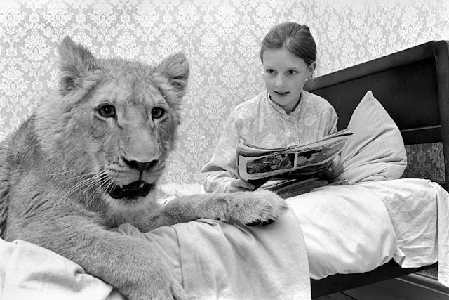 #19 Yvonne Clarke shares her bed with her pet lion Leonie, 1972.