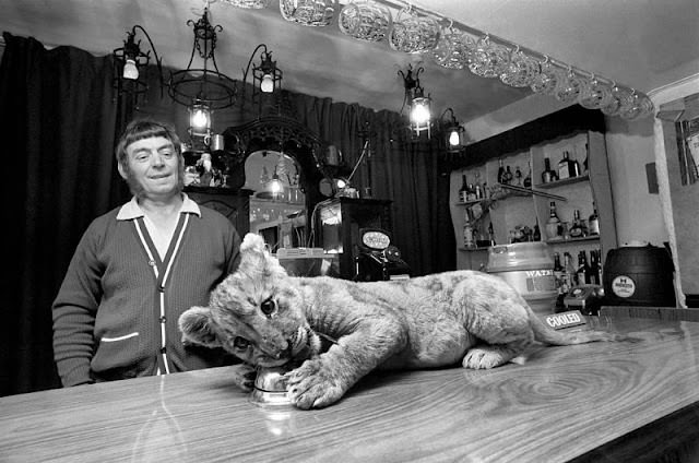 #20 Sheba the lion cub rings a bell on a pub’s bar counter in Denbighshire, 1972.