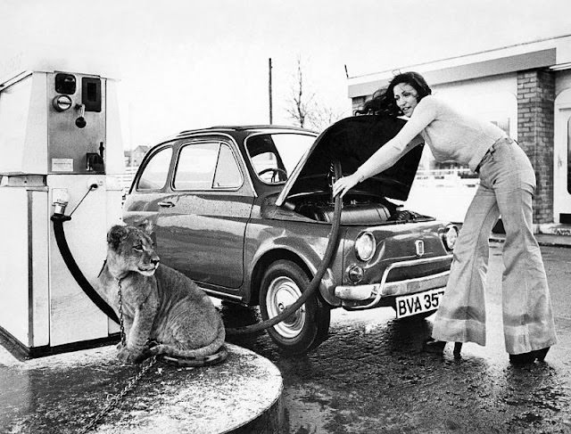 #21 Tom Gillespie’s lion cub Leo sits by a petrol pump, 1975.