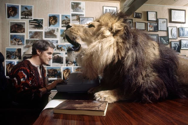 #22 Noel Marshall types as his pet lion Neil watches over him, Sherman Oaks, 1971.