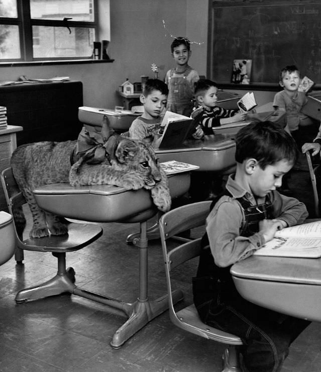 #2 Tommy the lion cub joins a second-grade class at Alta Brown School, Kansas, 1951.