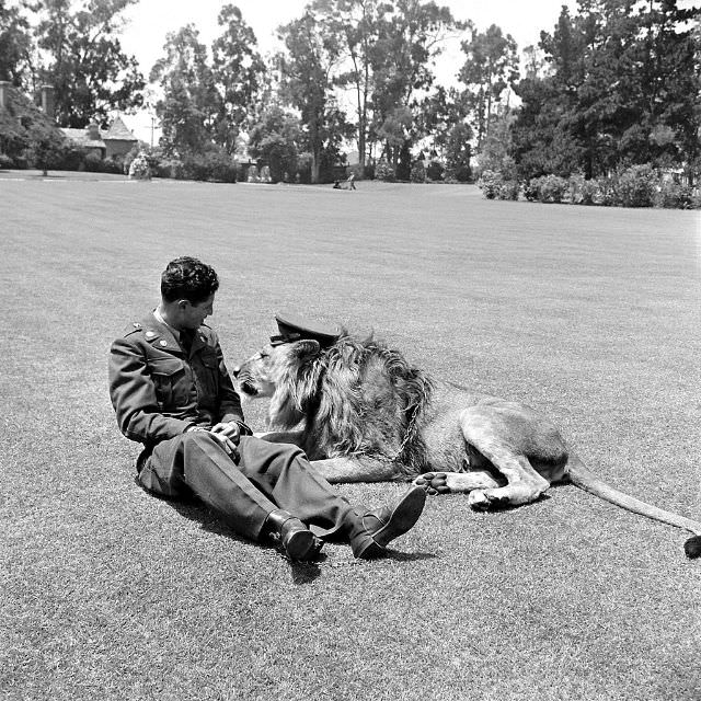 #9 Pvt. Floyd Humeston’s pet lion Fearless Fagan wears his hat, 1951.