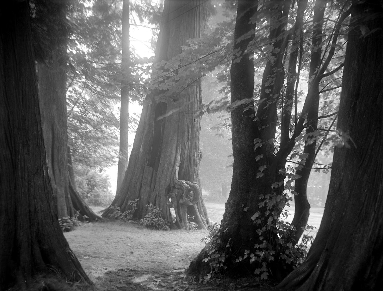 #13 ‘Among Friends’ in Stanley Park, Vancouver, 1912.