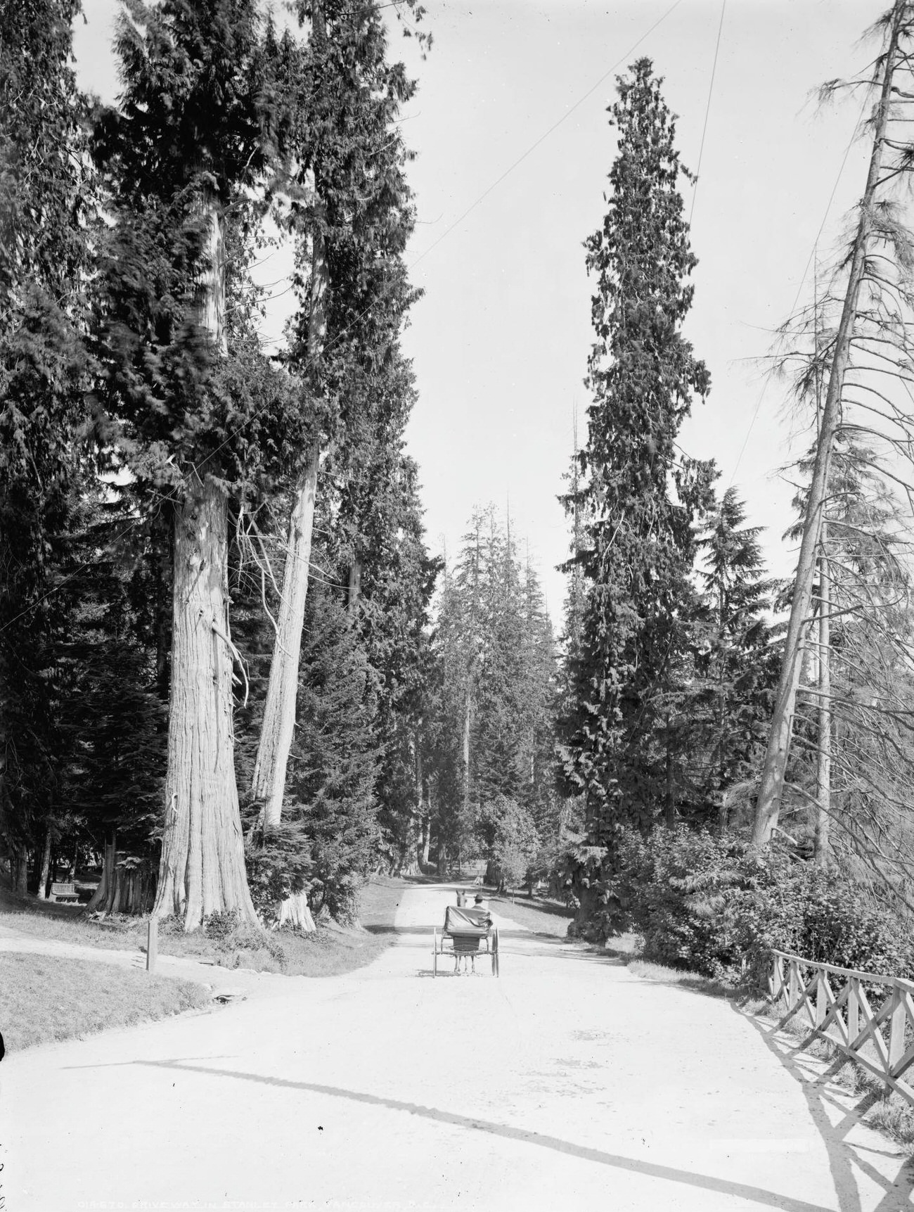 #2 Driveway in Stanley Park, Vancouver, 1902.