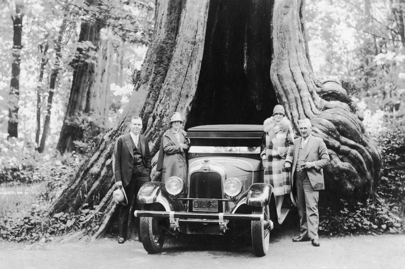#20 Car backed into Hollow Tree, Stanley Park, Vancouver, 1920.