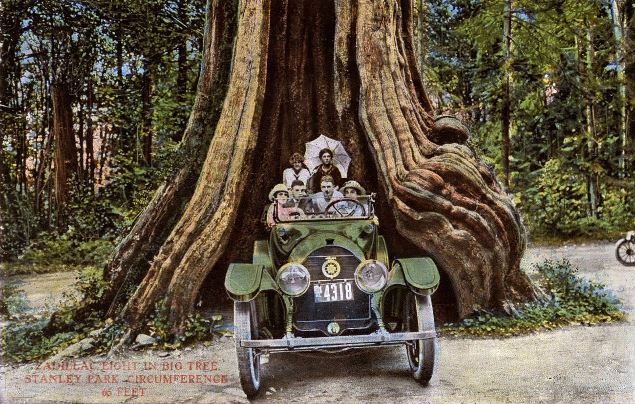 #23 Cadillac 8 near Big Tree, Stanley Park, Vancouver.