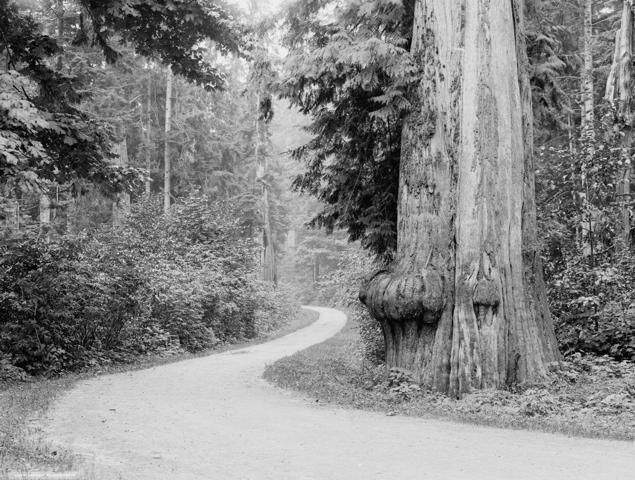 #7 Driveway in Stanley Park, Vancouver, 1902.