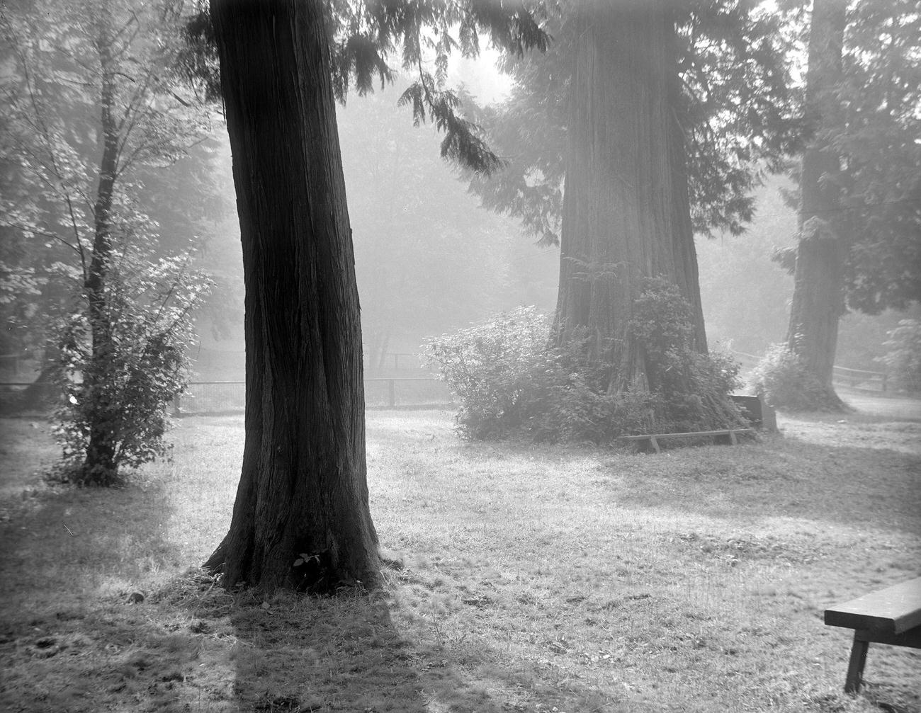 #9 ‘Morning Mist’ in Stanley Park, Vancouver, 1912.