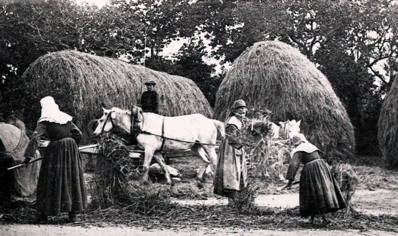 #35 Wheat harvest in Trégunc.