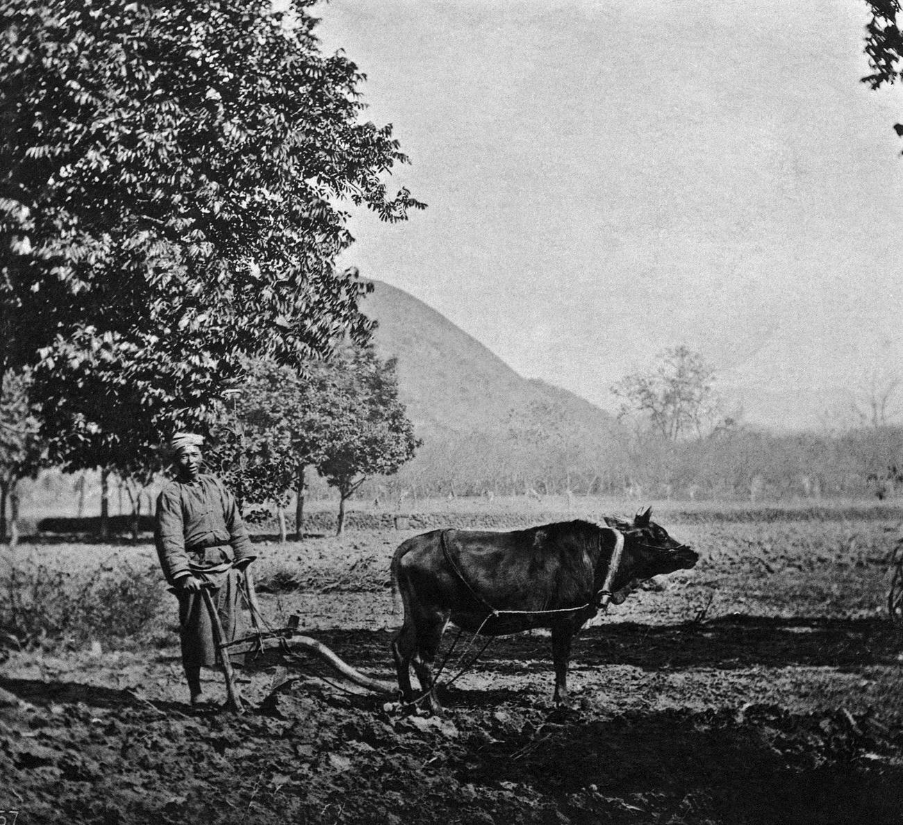 #38 Ploughing in China, 1870s